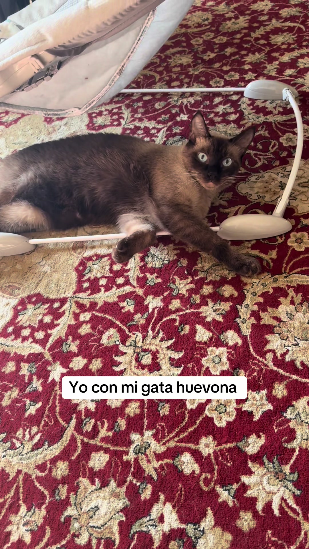 @Maribel Melendez Aguilar ❤️🔥
