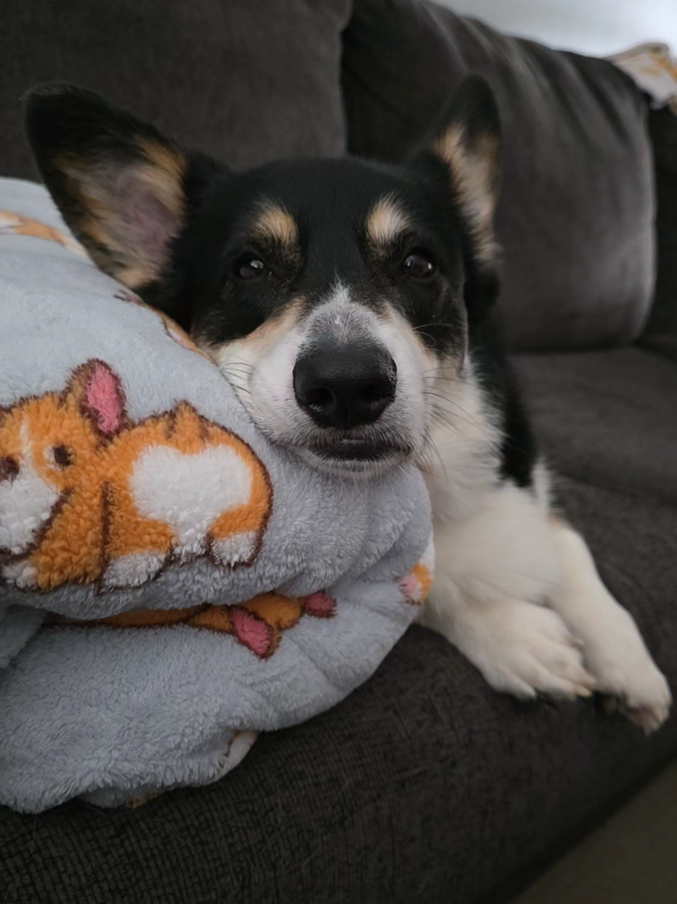 @Chelsea | Corgi Mom 🐾