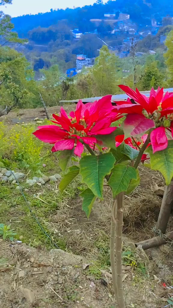 @kalpana tamang