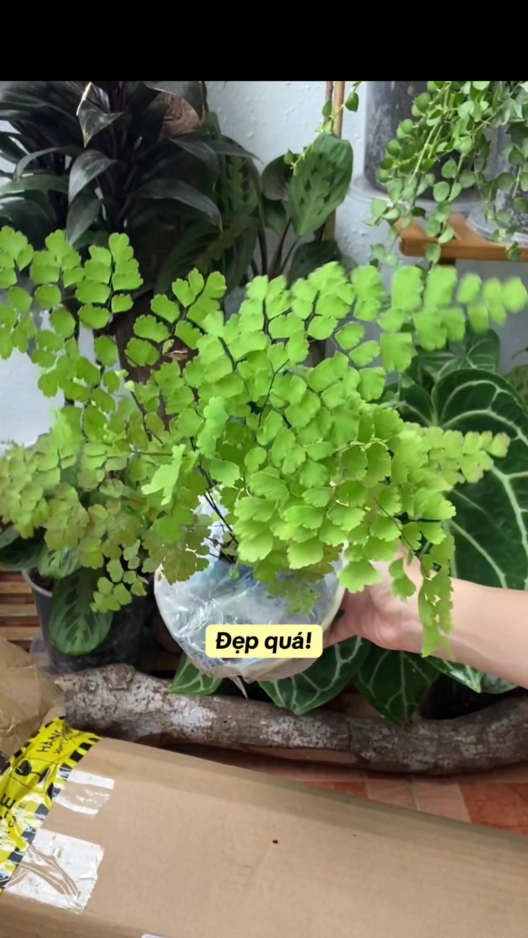 @Cây nhiều lá 🌿
