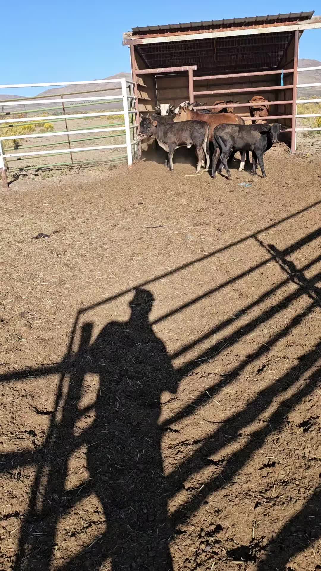 @B&G Bucking Bulls