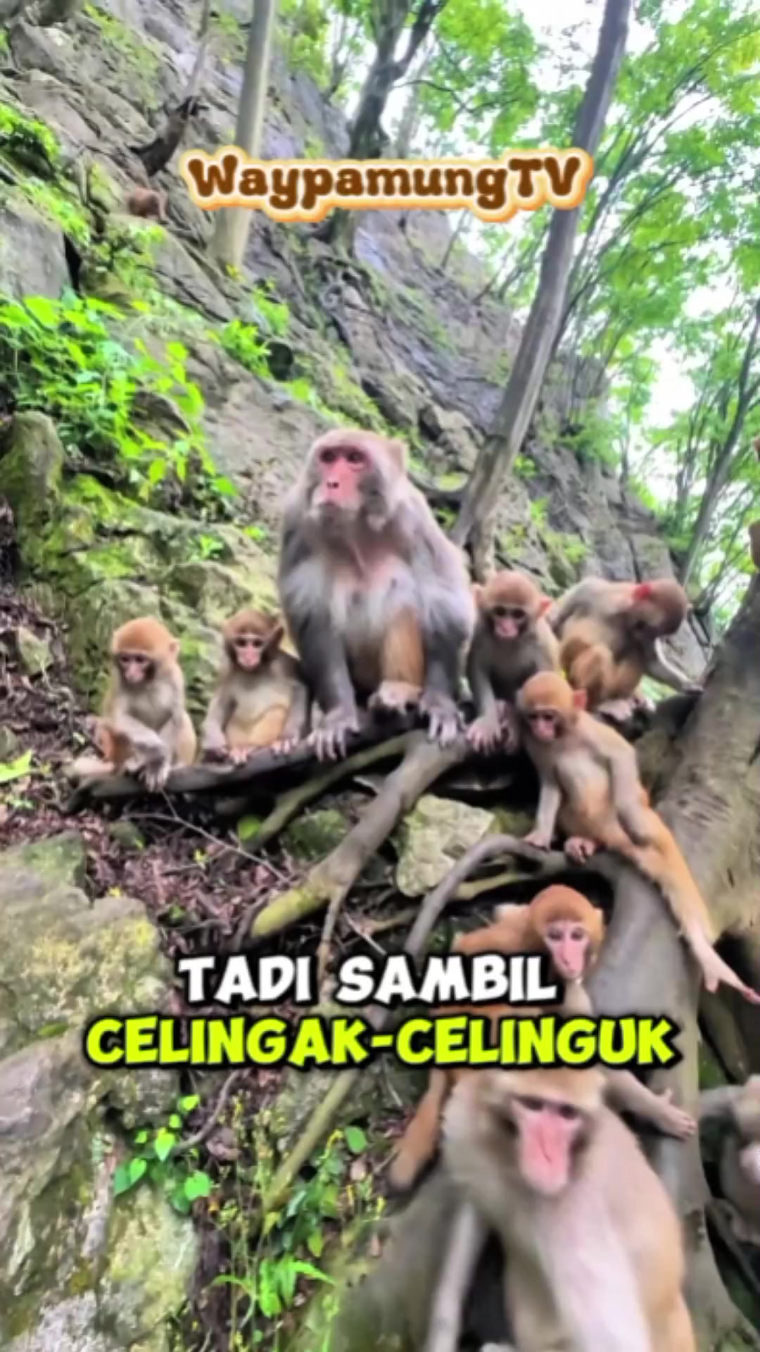 @@waypamungTV