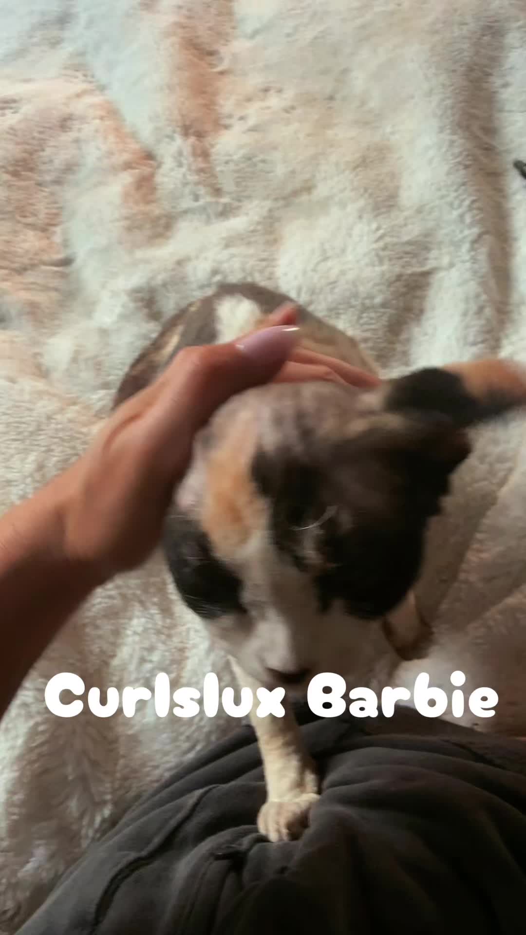 @Curlslux cattery!!🇺🇸