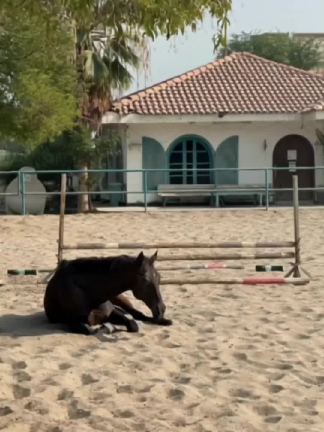 @Al Bosta Equestrian