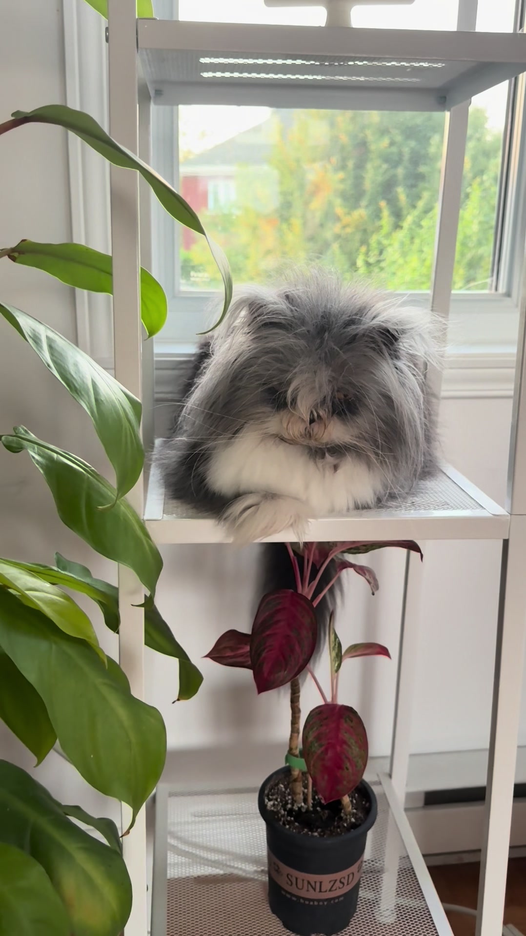 @atchoumthecat