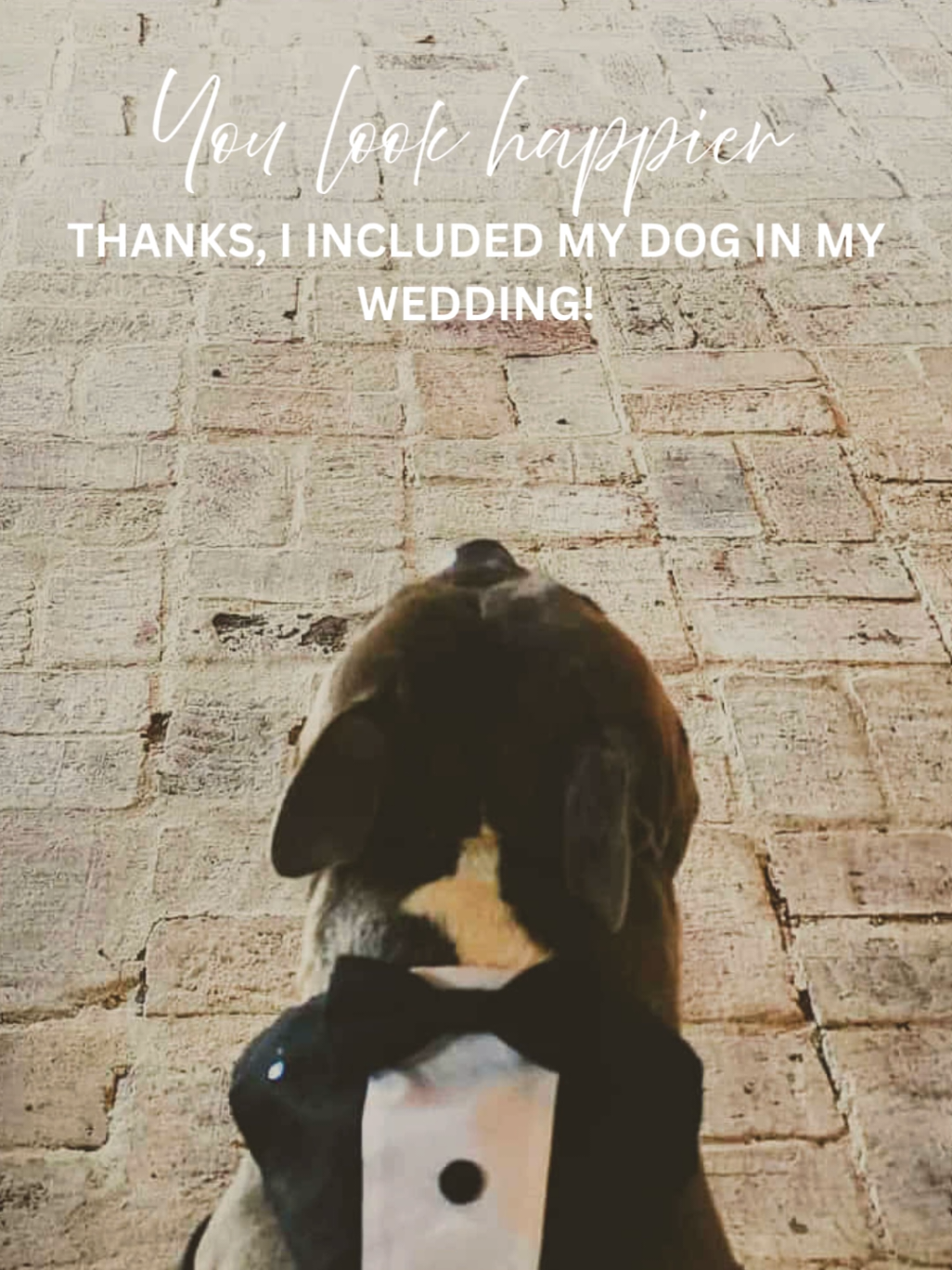 @Maddie Holmes Styled Up Pup