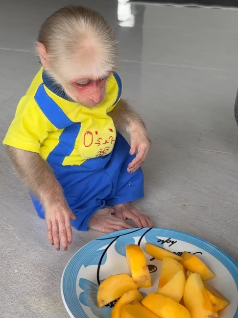 @Monkey TP