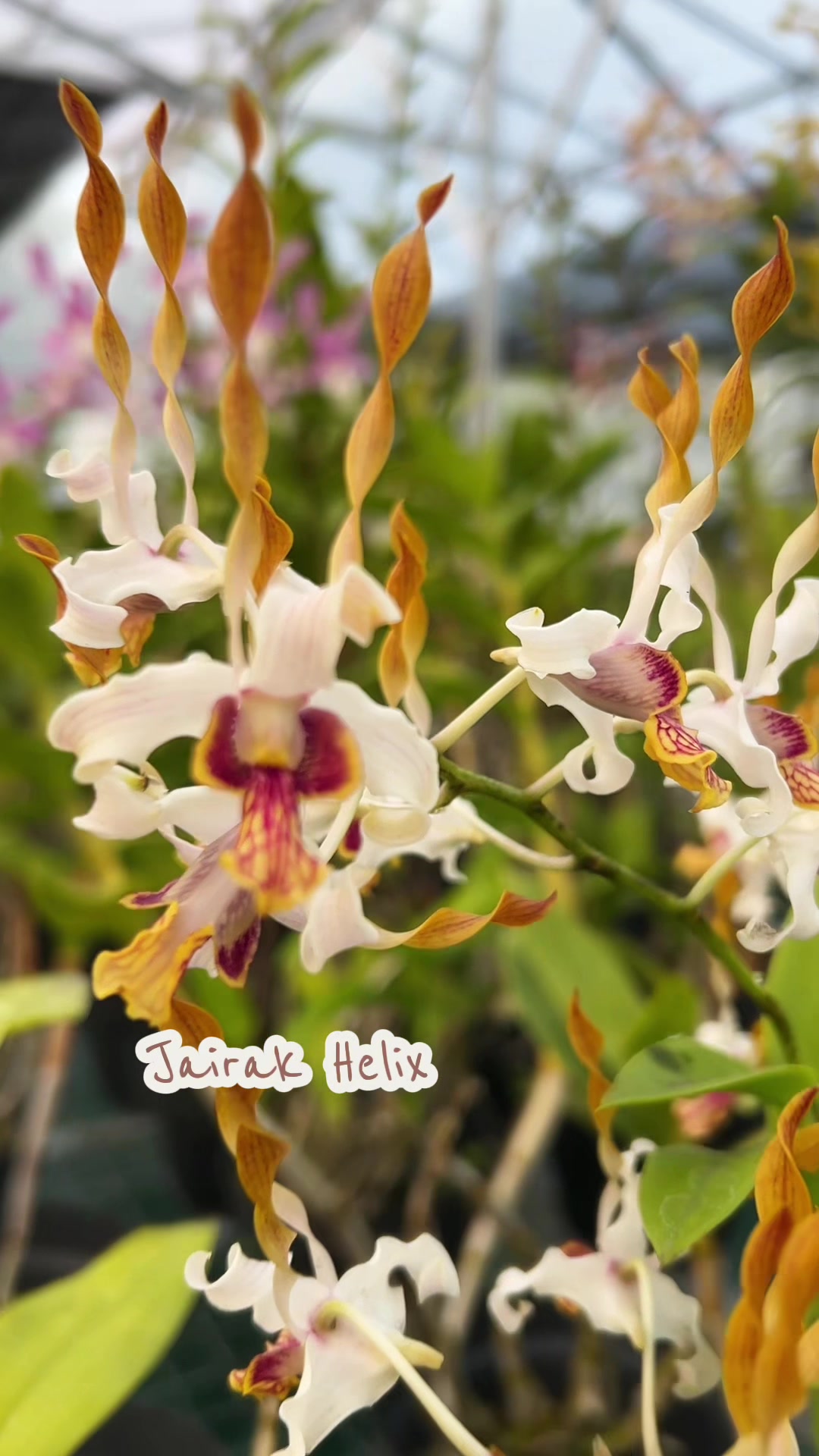 @Anggina Orchid