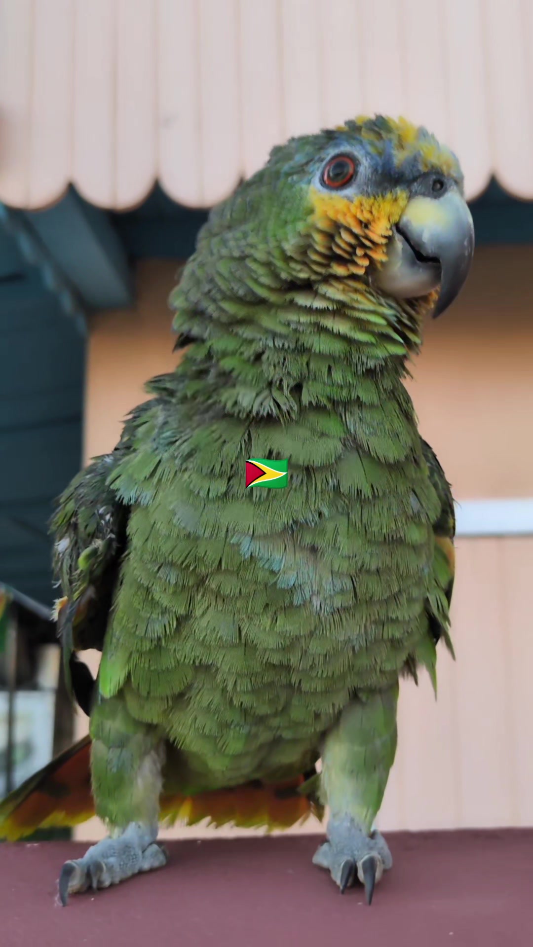 @𝓜𝓲𝔁𝓮𝓭 𝓲𝓷𝓭𝓲𝓪𝓷 🇬🇾