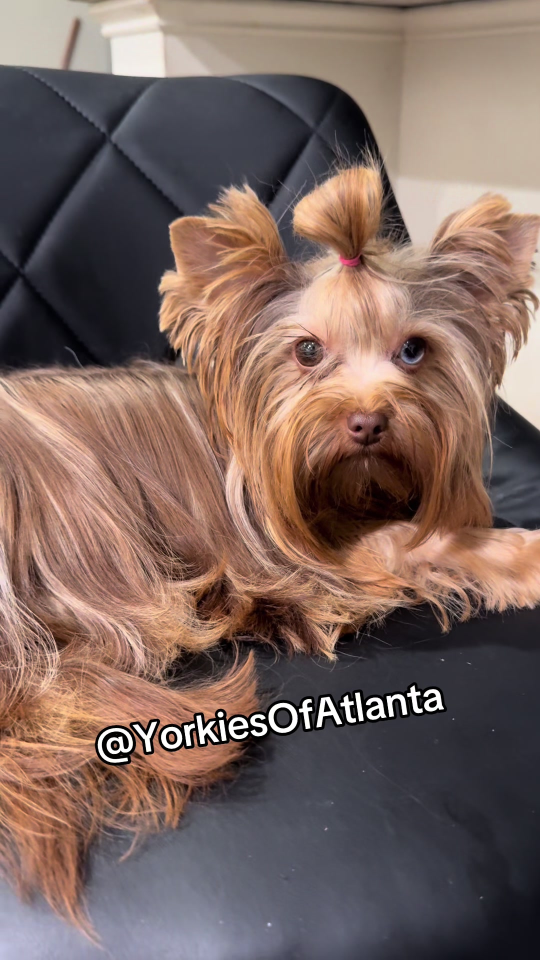 @Yorkies Of Atlanta