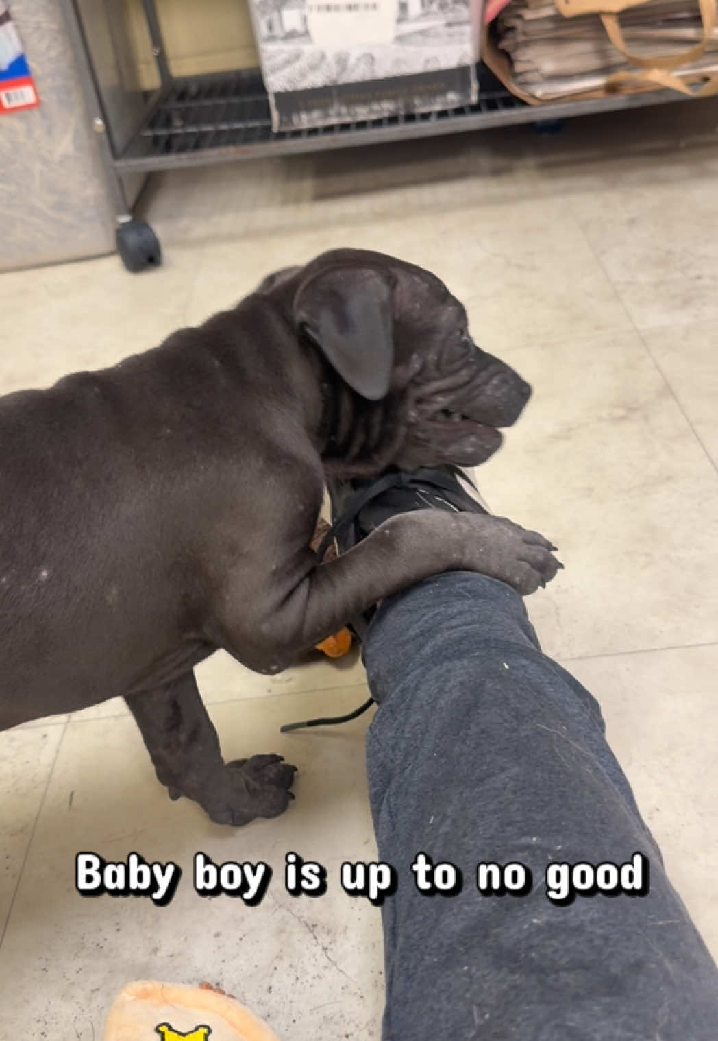 @emilyloves.shelterdogs