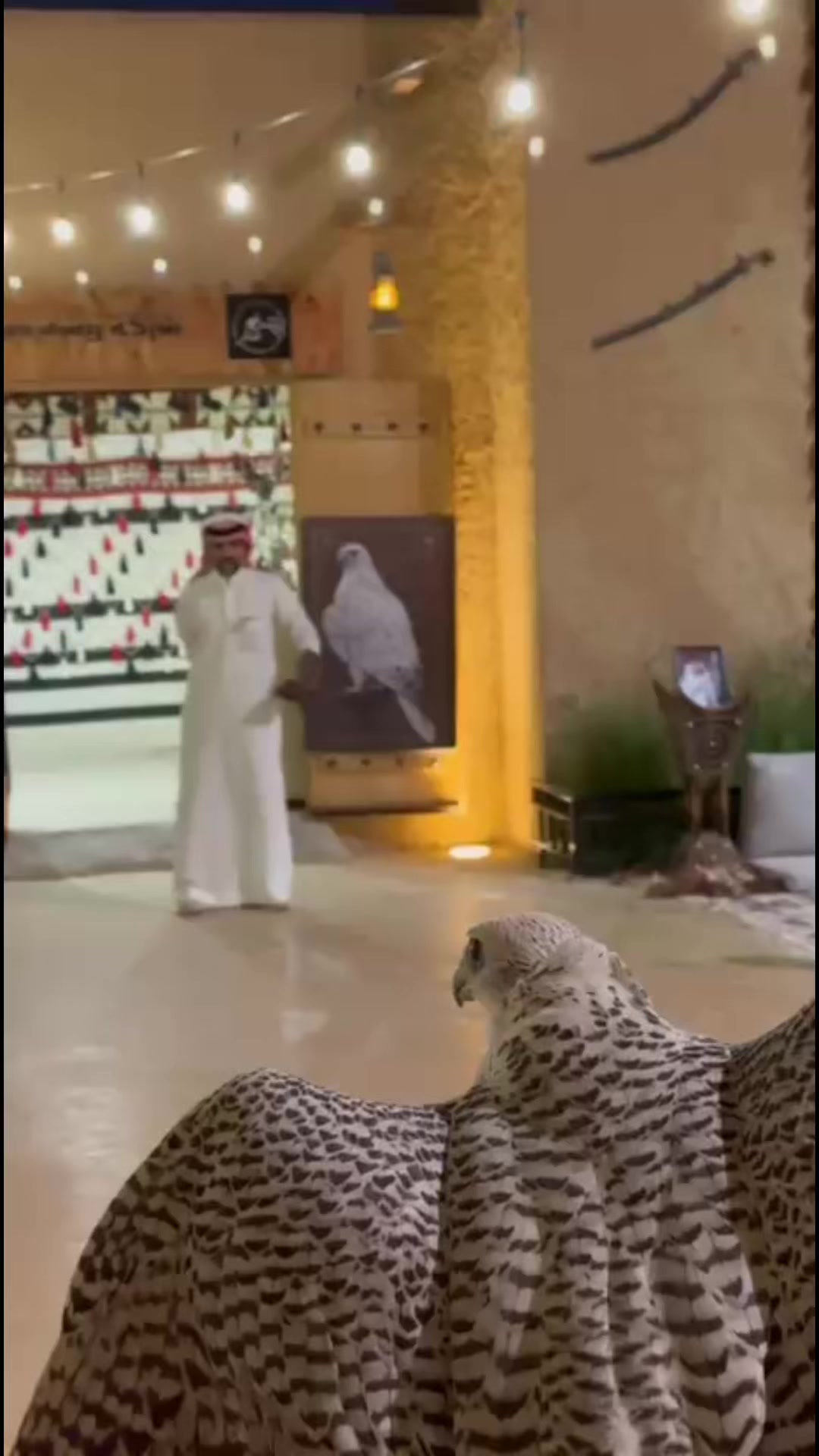 @ريشة صقر