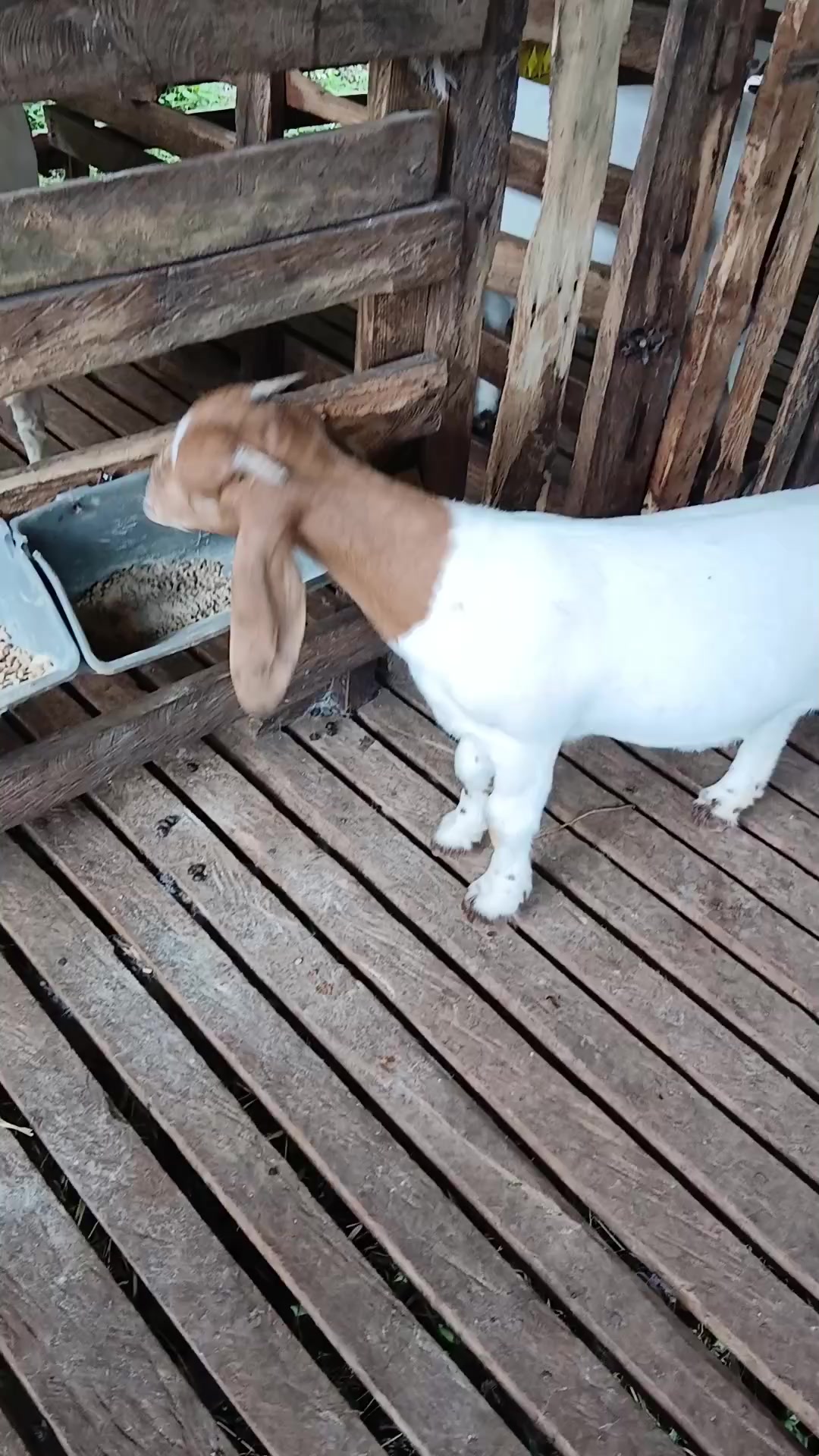 @Hillside farms 🐐
