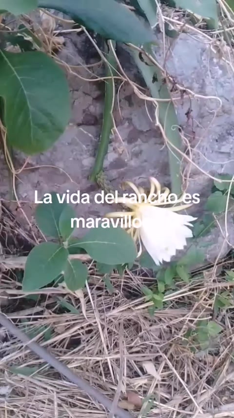 @eliza LM