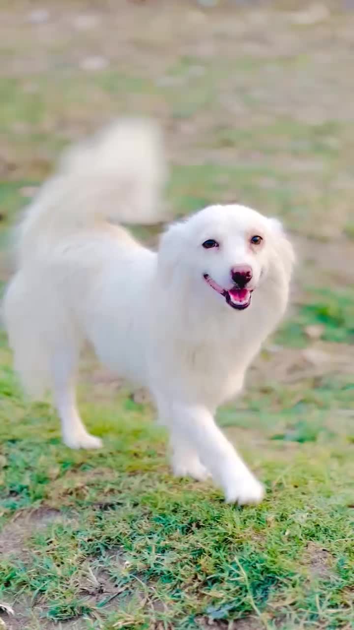 @PETS LOVER 🐕
