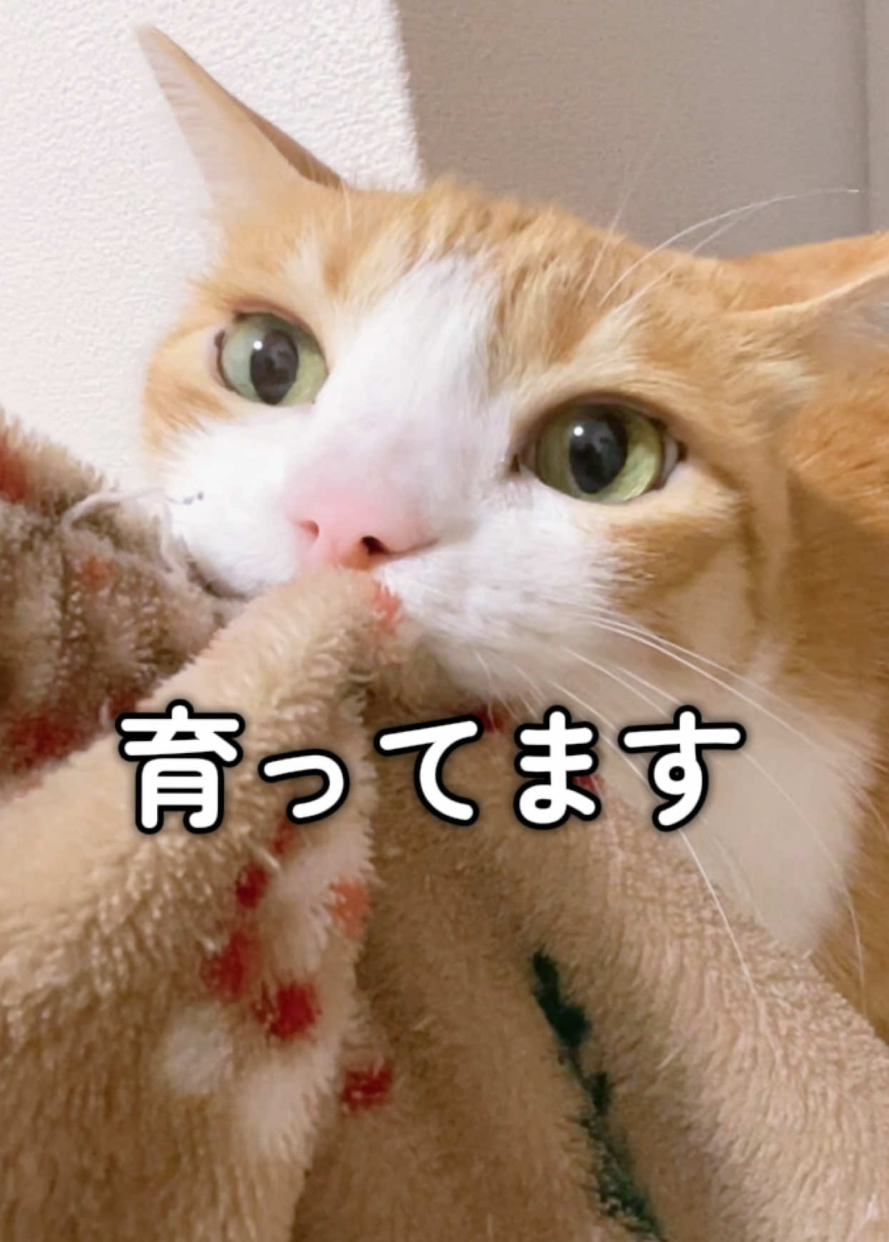 @みーこchannel