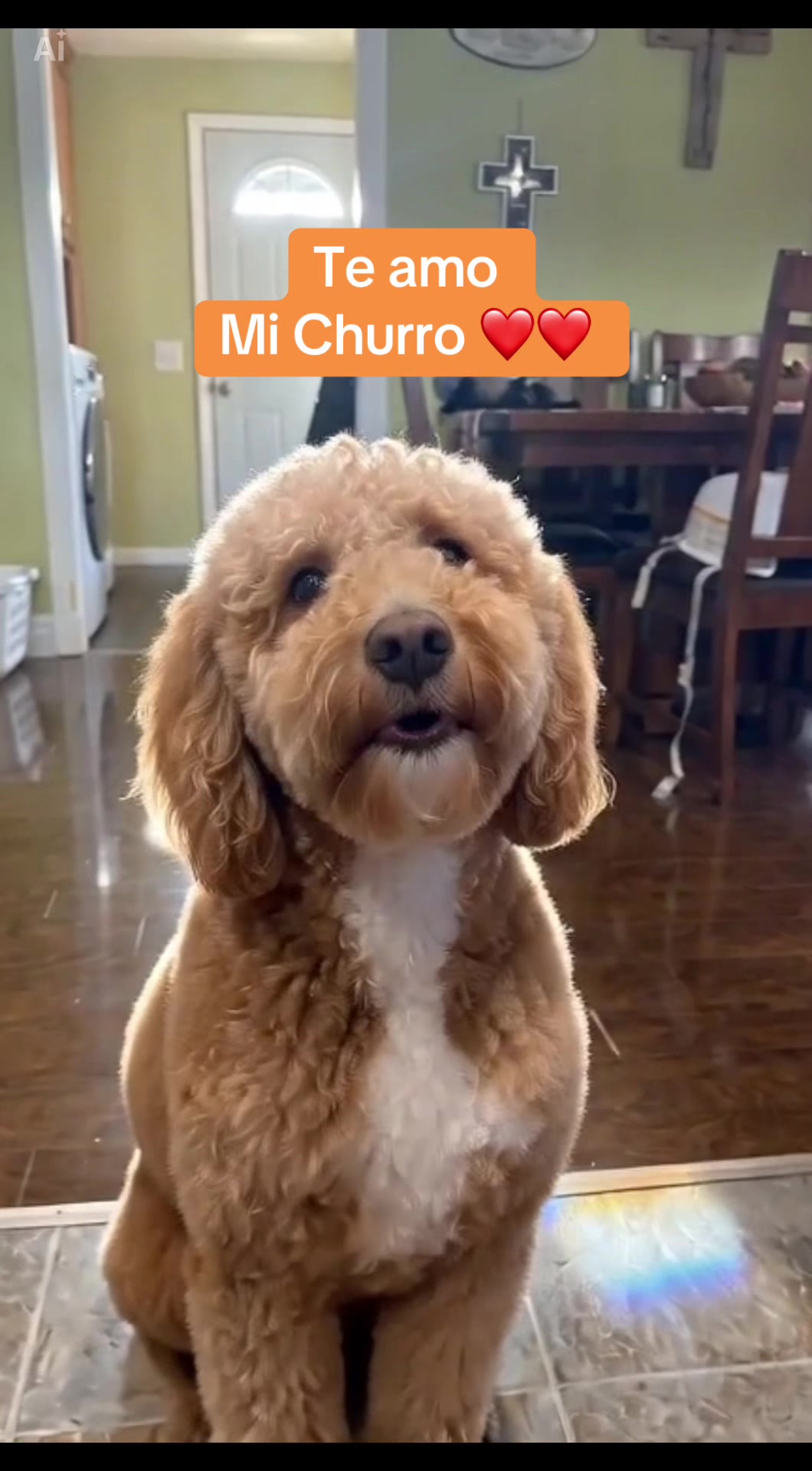 @Reyna y Churro 🐶😍