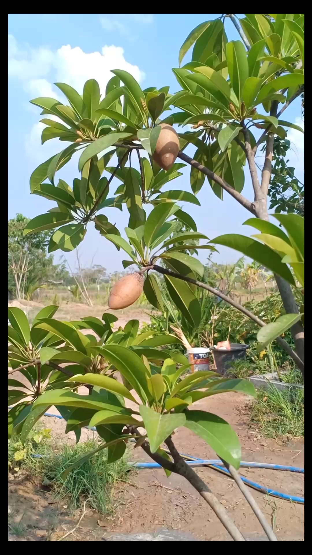 @Somhomestay
