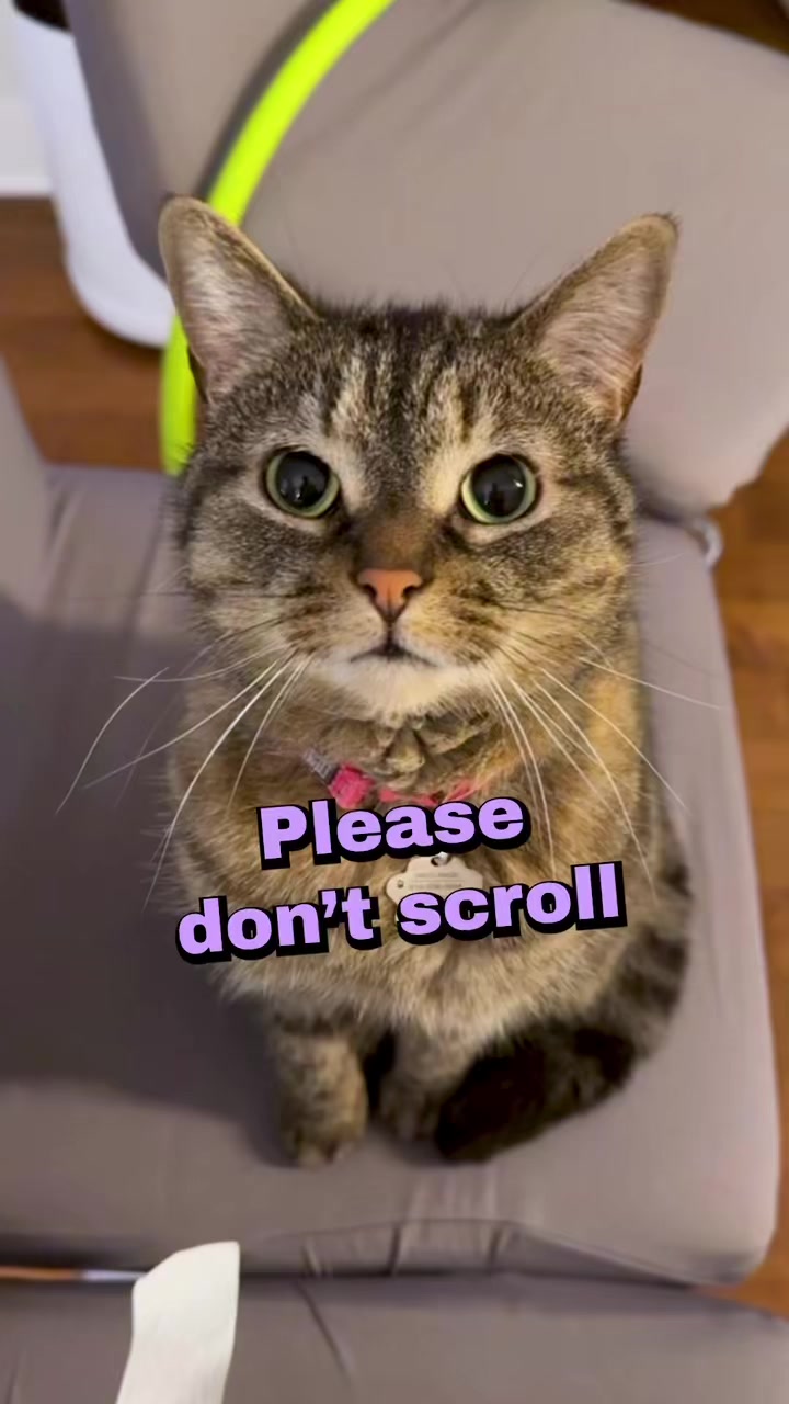 @Bellarda the cat