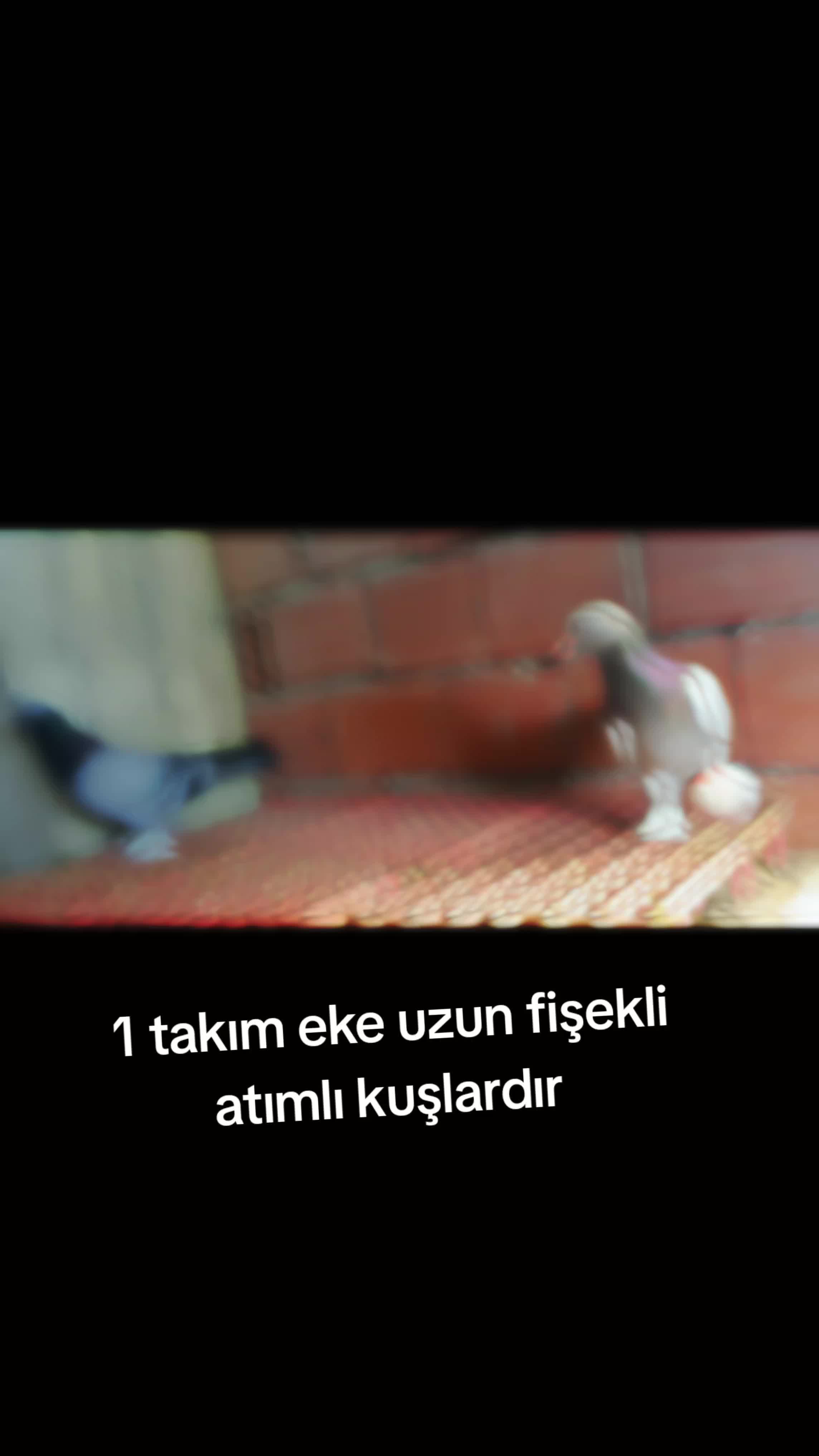 @huseyinsagir