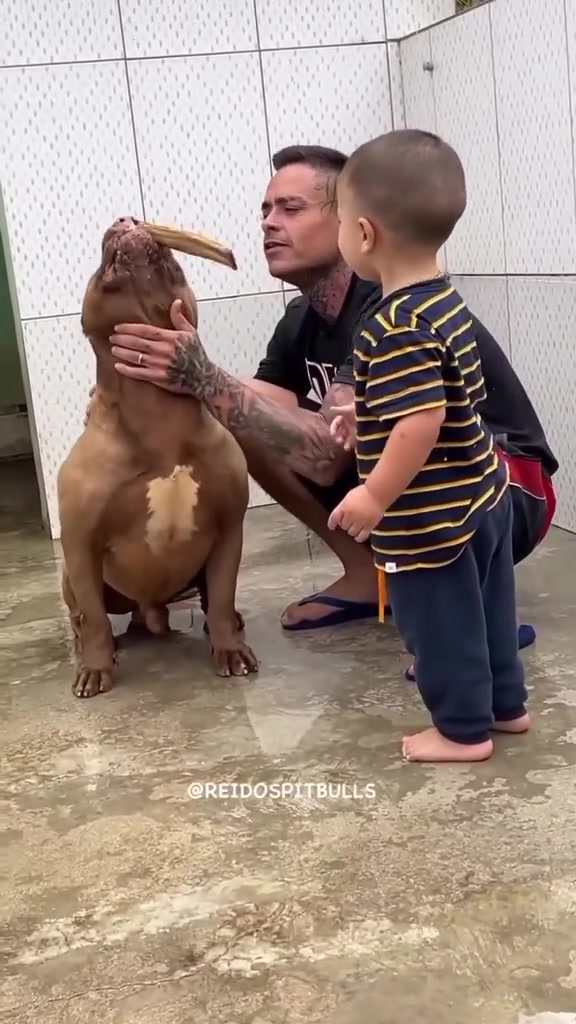 @Brazilian Bull