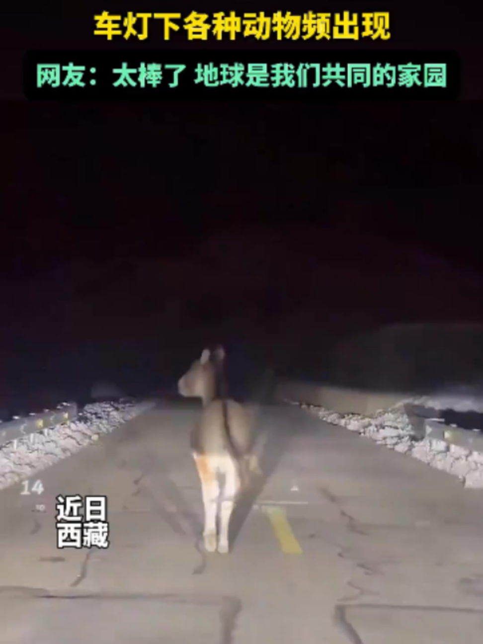 @中国蓝国际