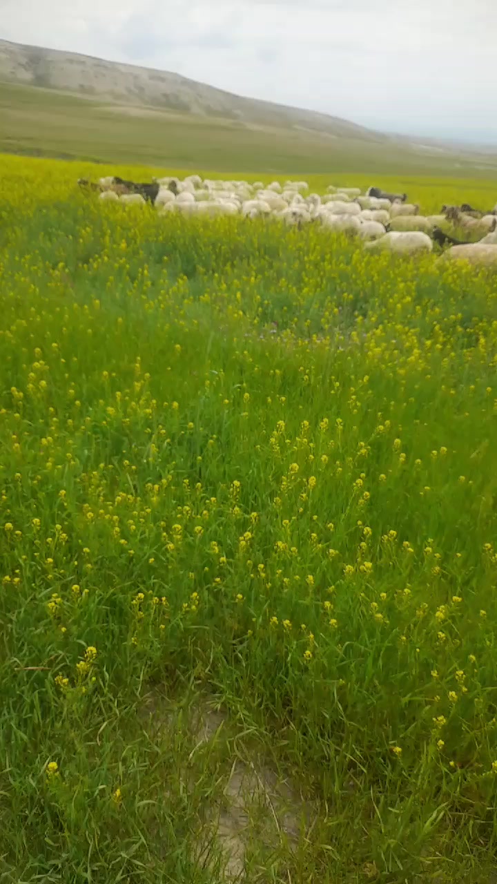 @💚💛🧡 خالمیرز ه
