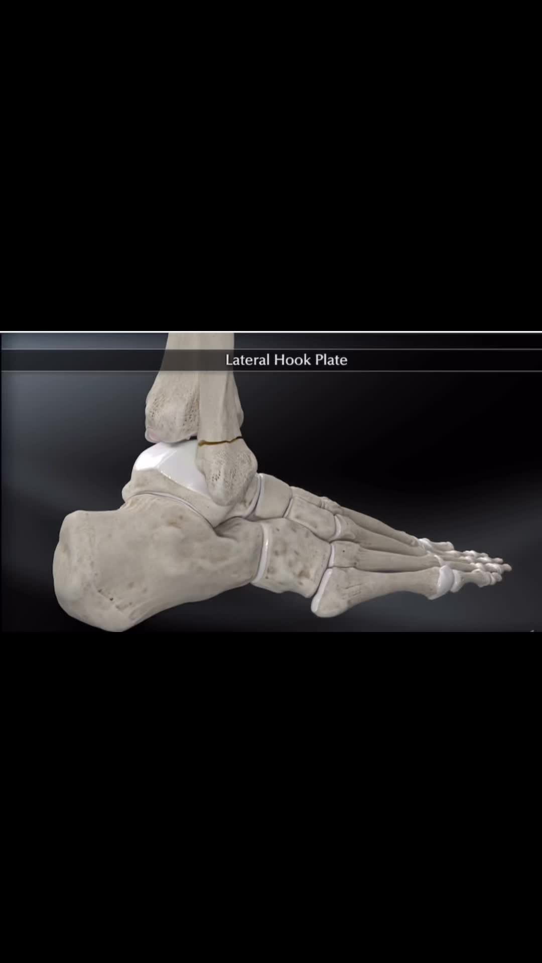 @Anatomias