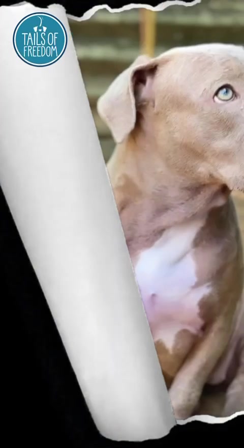 @tailsoffreedomsl