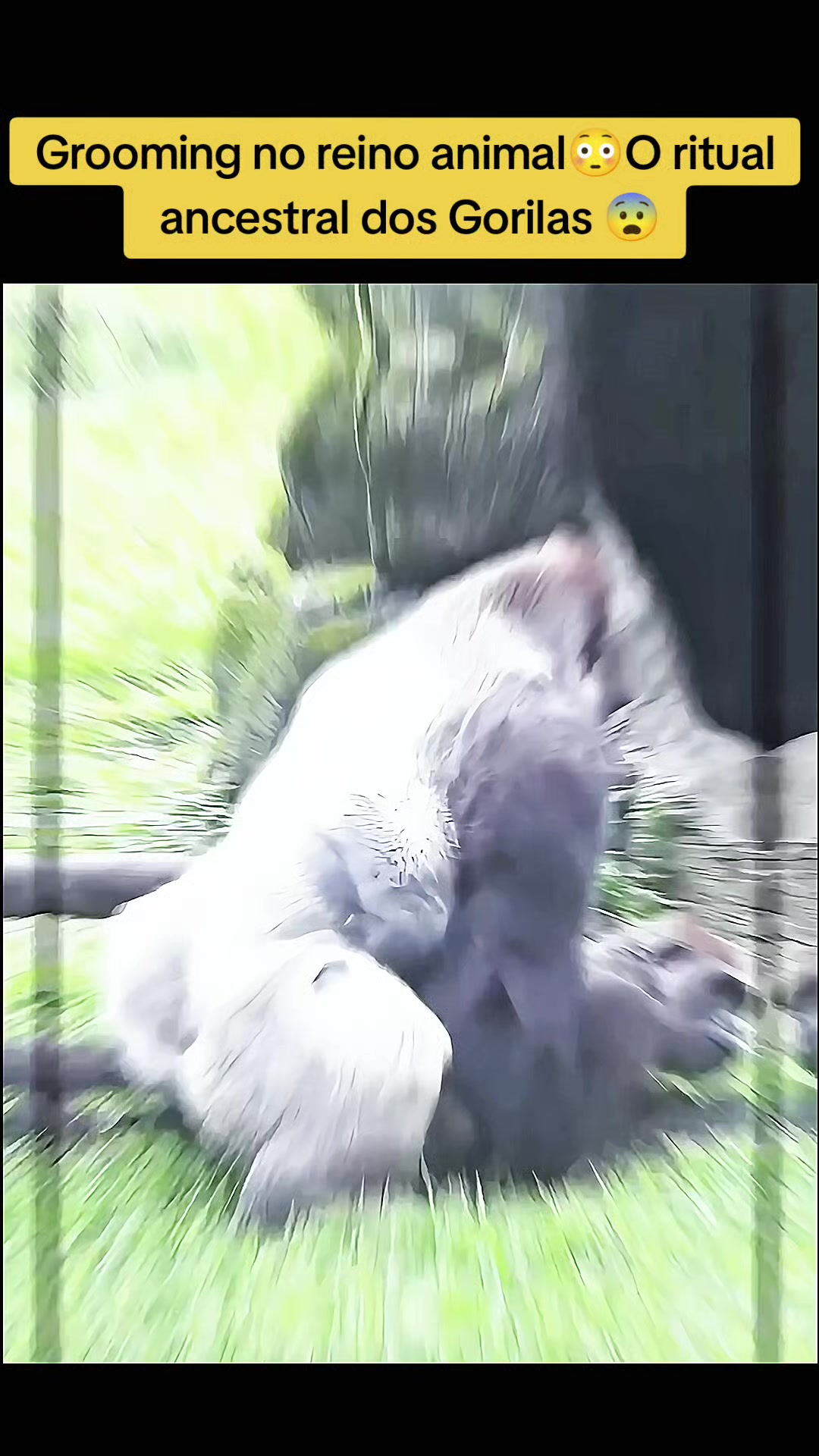 @Vida Animal Animada