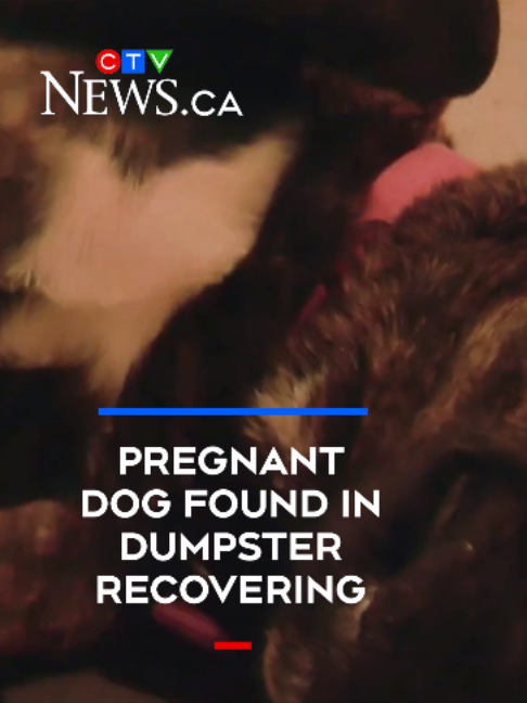 @CTVNewsKitchener
