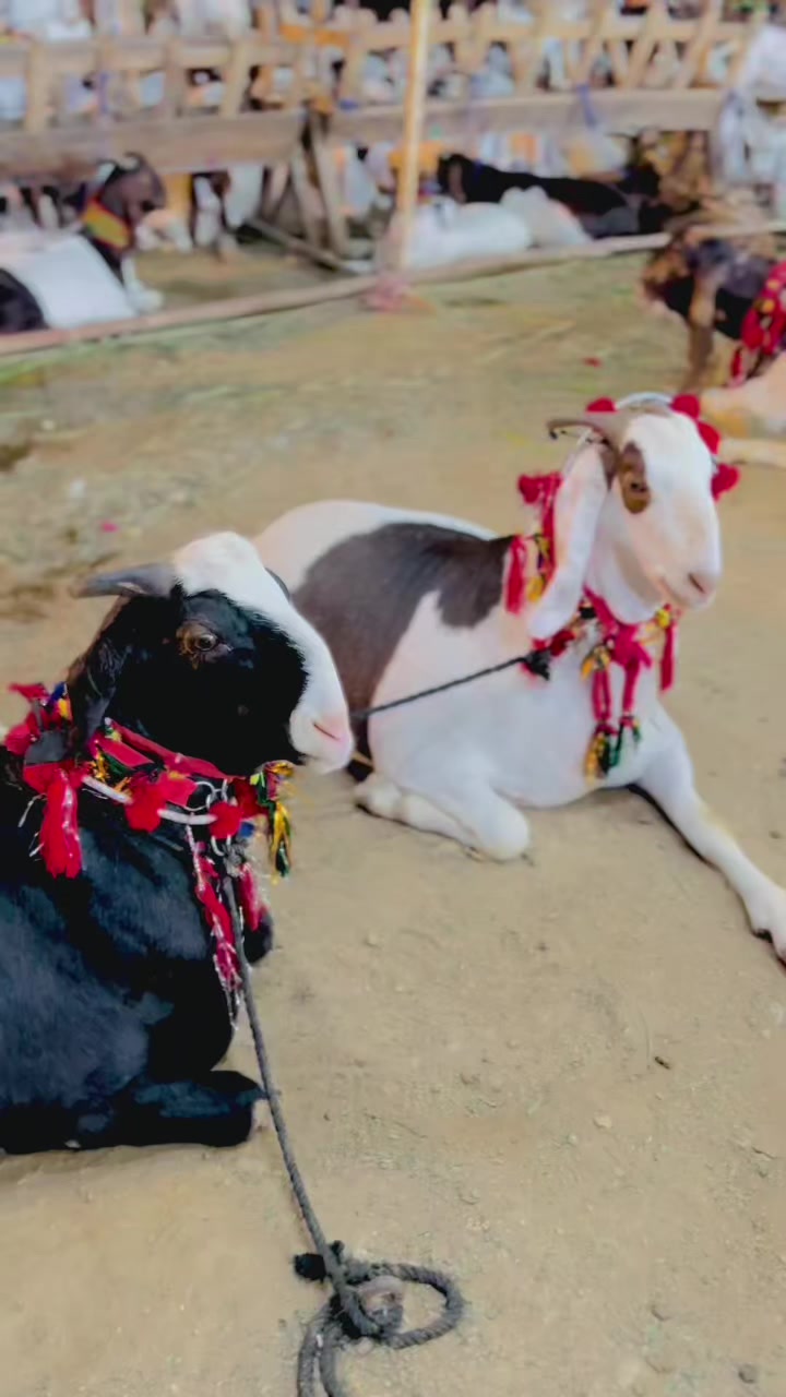 @✨.زاهد سولنگي واپاري. 🐐