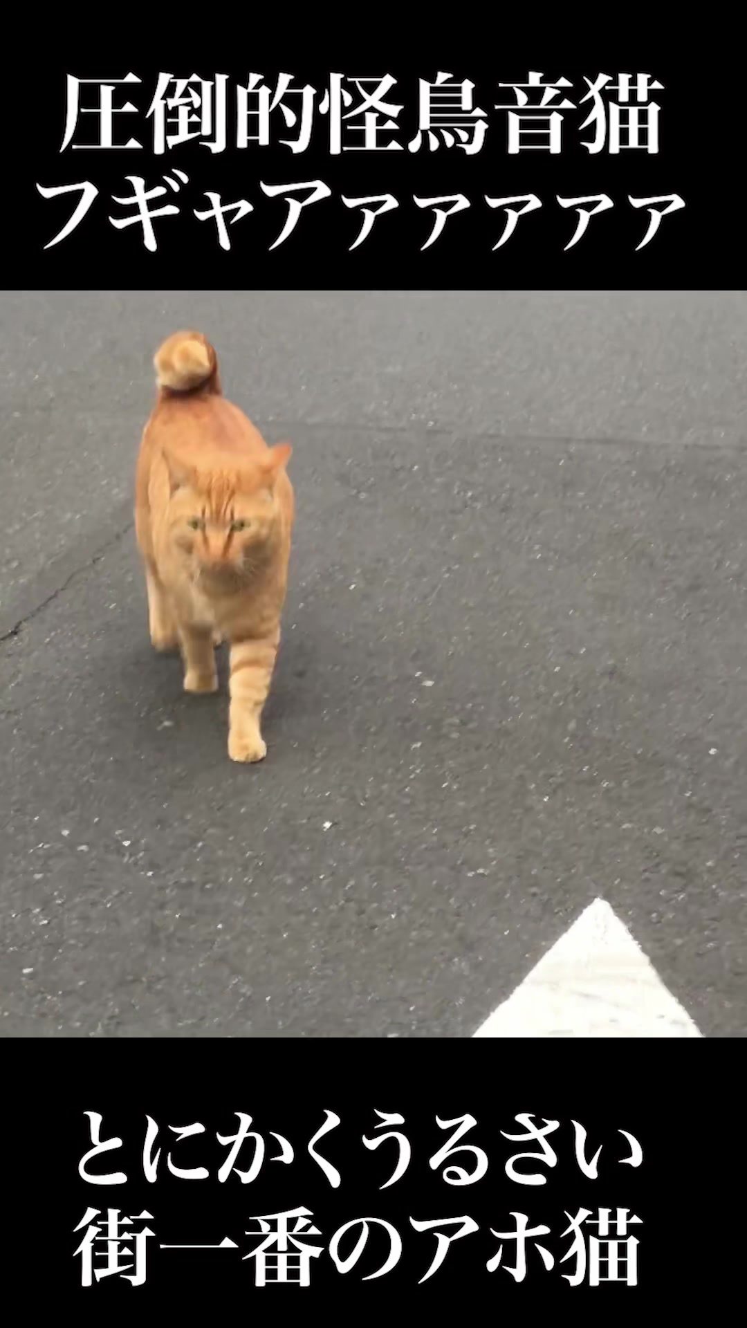 @ねこかます