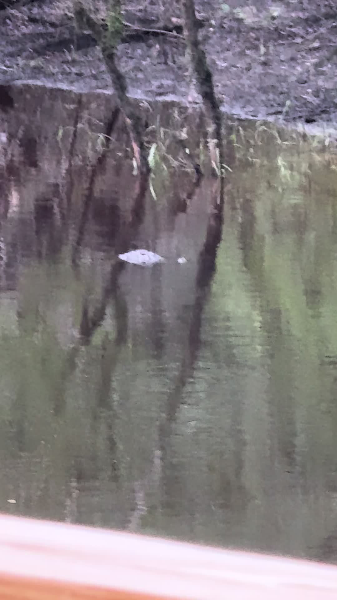 @Satilla River king