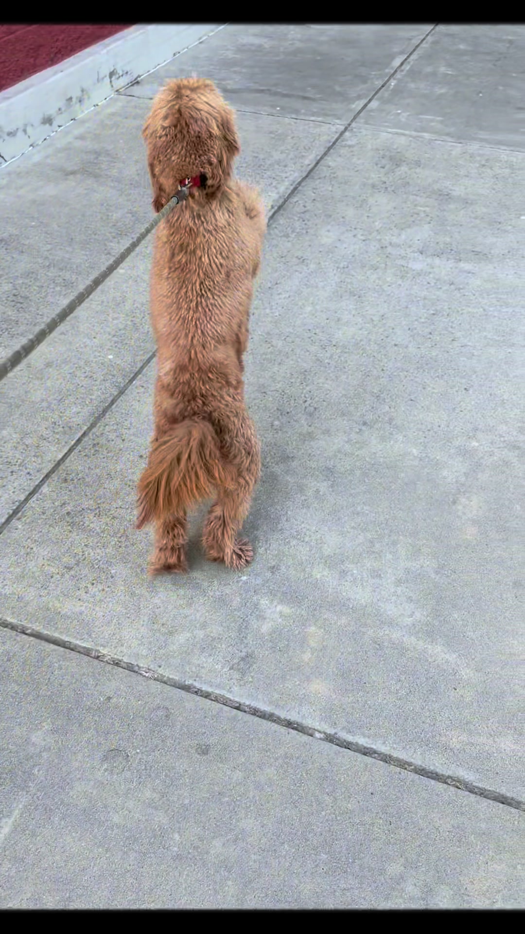 @TuckerTheTurlockDoodle