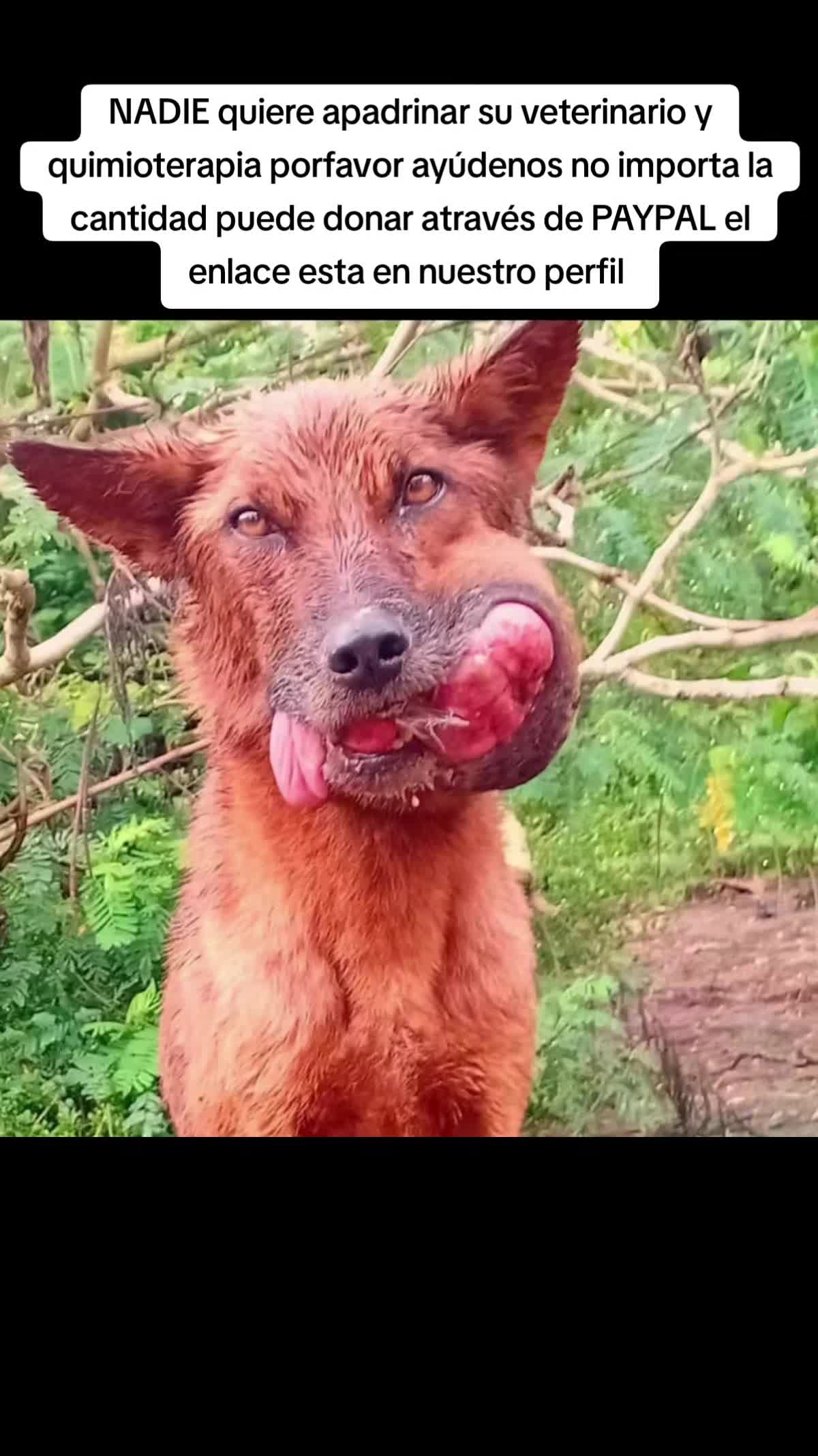 @Asoc. Peluditos