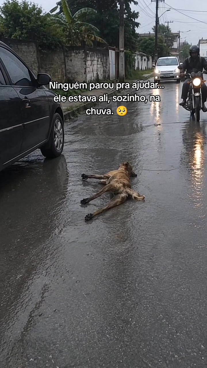 @Patinhas de rua