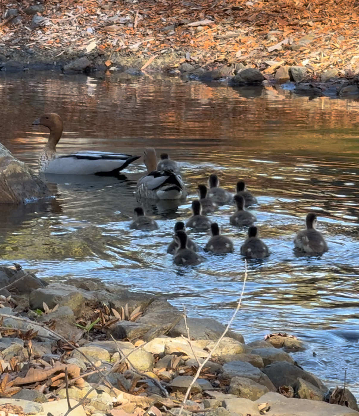 @Kimberley Duck24