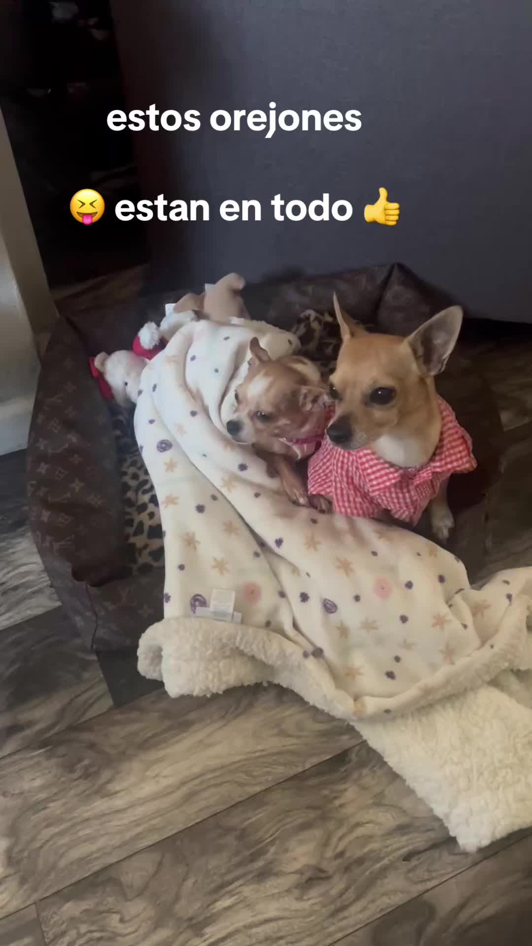@ROCKO y Lucy 🥰