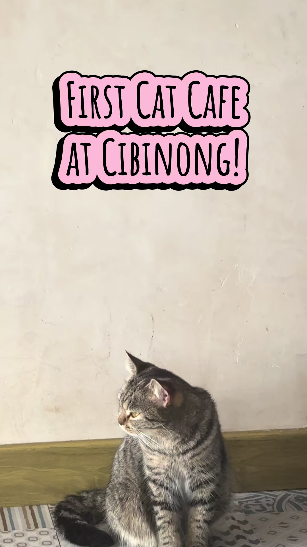 @Cafe Kucing Gemuyu