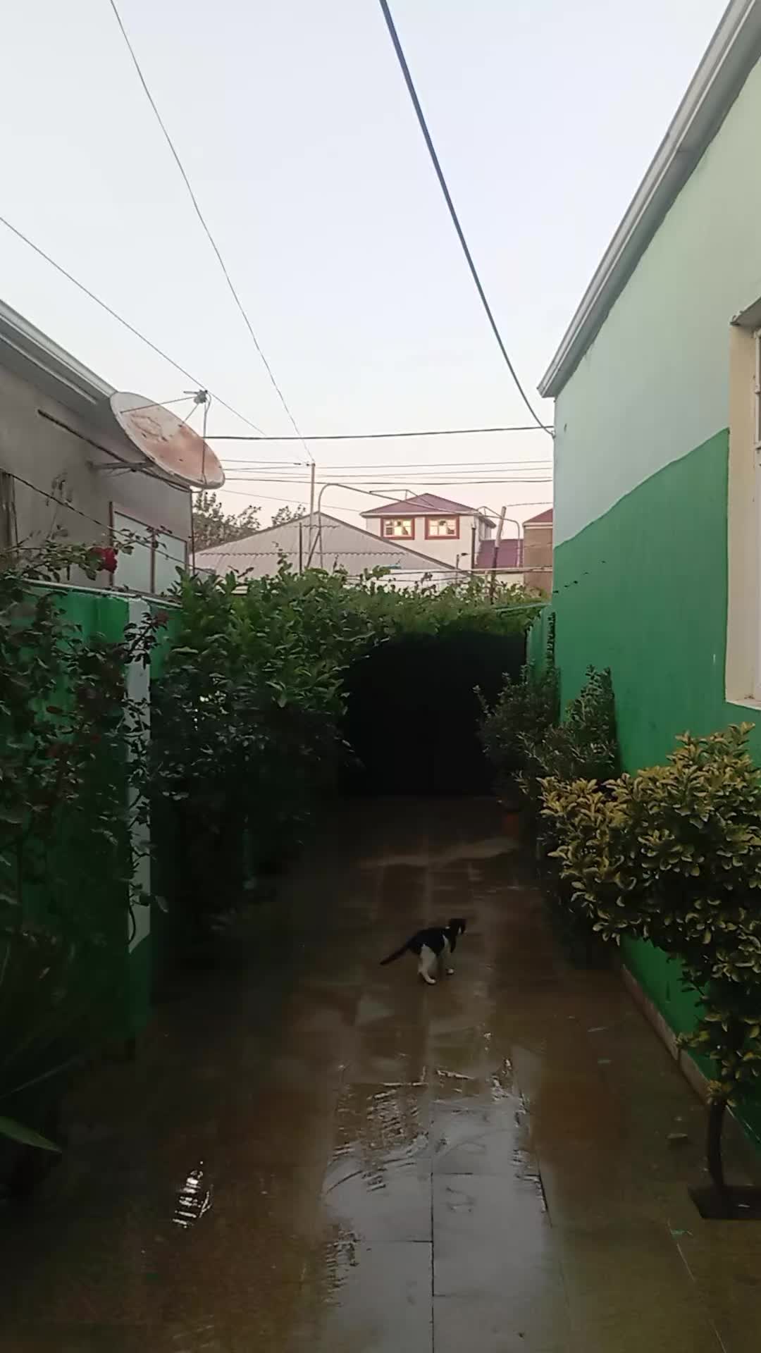 @RaminVidadioğlu
