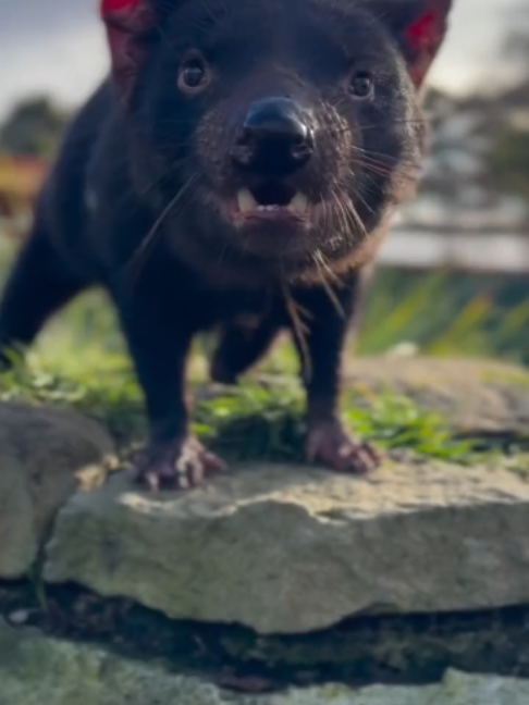 @PawblemsDaily