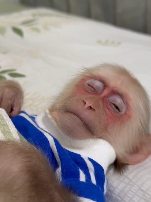 @Monkey TP