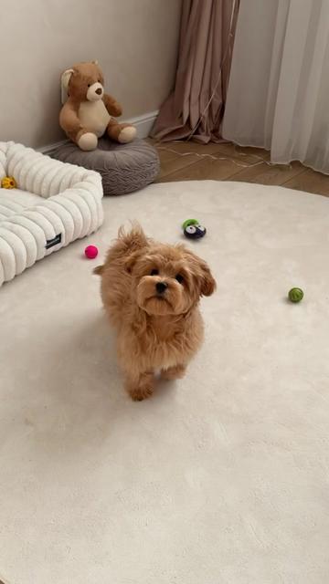 @Maltipoo Puppy Place