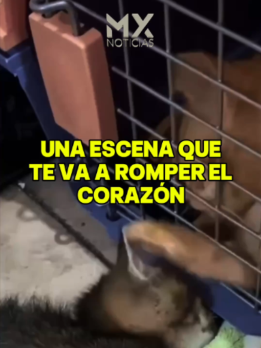 @MX