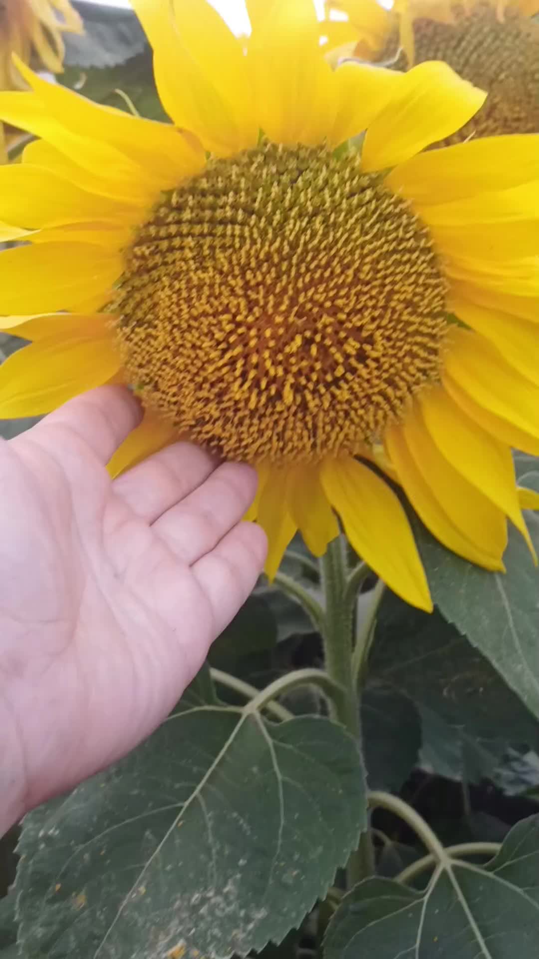 @Незабудка