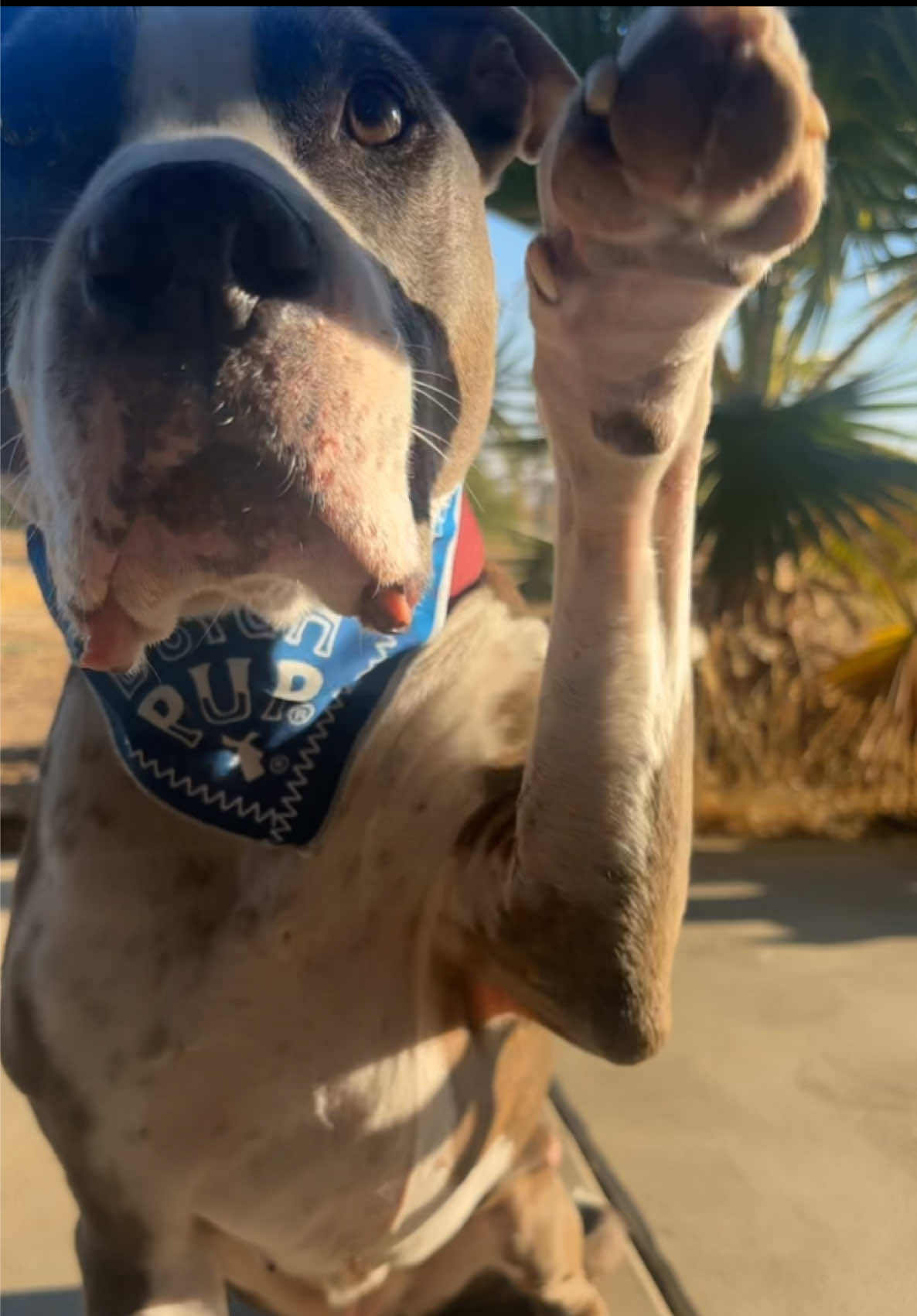 @caponethepitty