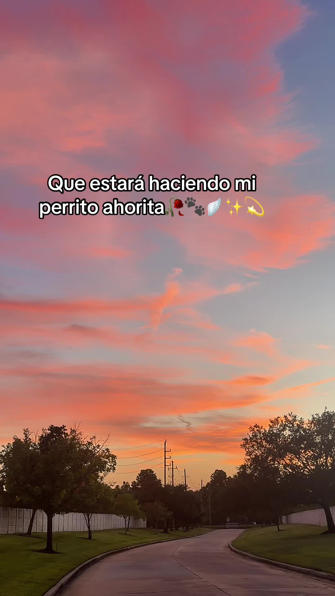 @❤️🐕🦺🐩🦮🐈⬛❤️Pet lover 🥰