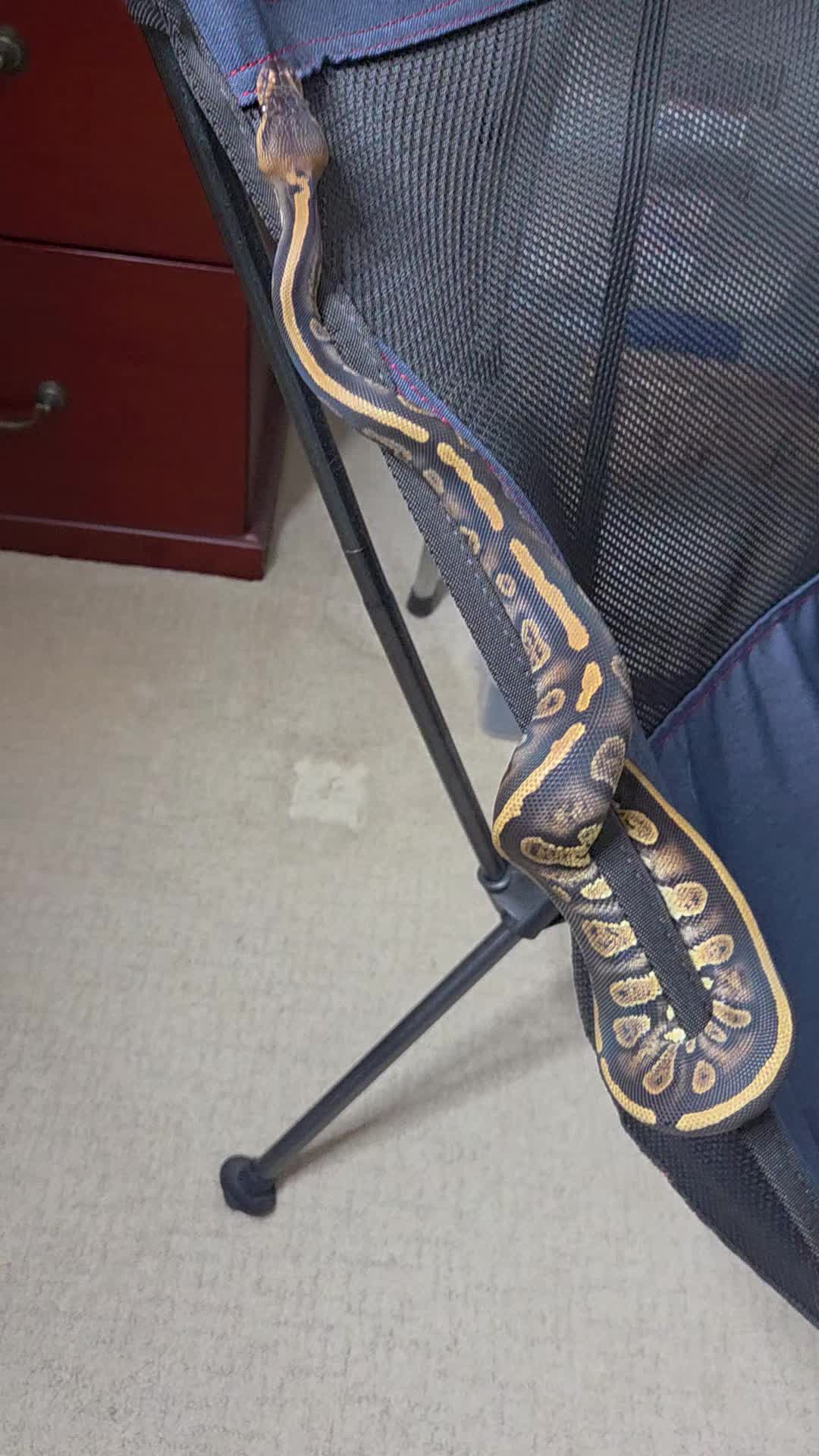 @Rikers Reptiles