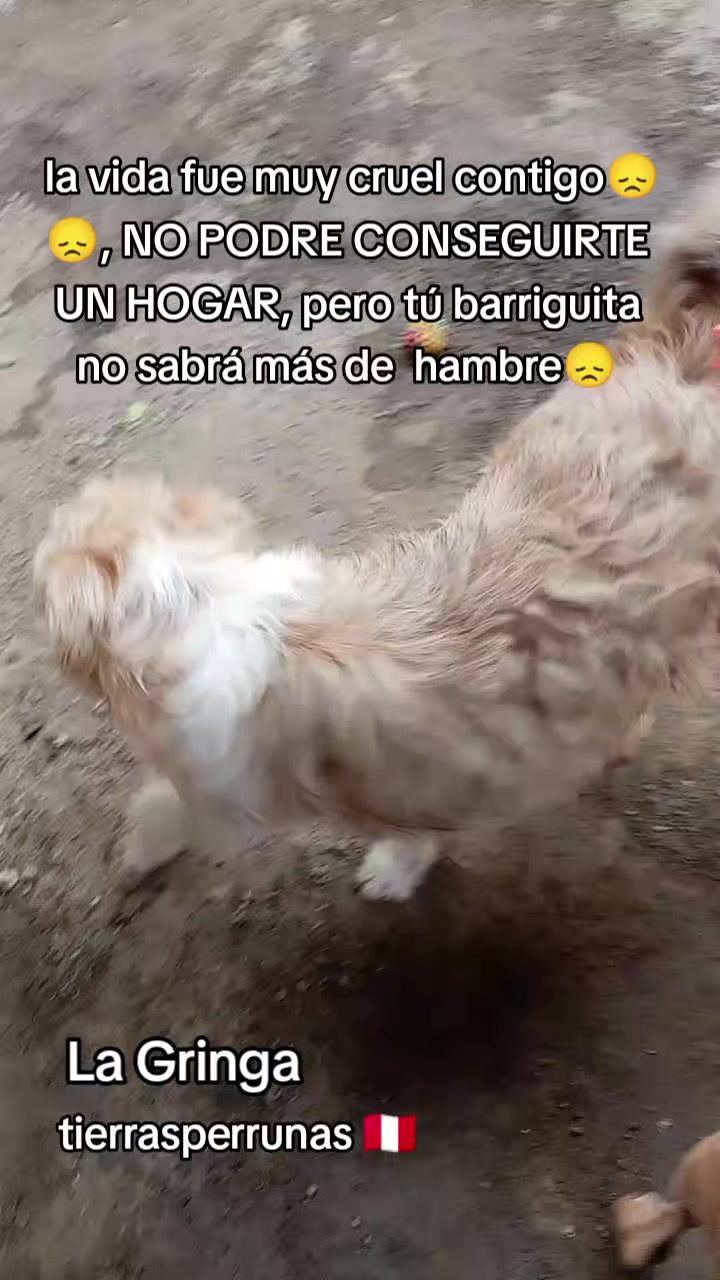 @Asociación T.Perrunas🐕🐈🇵🇪